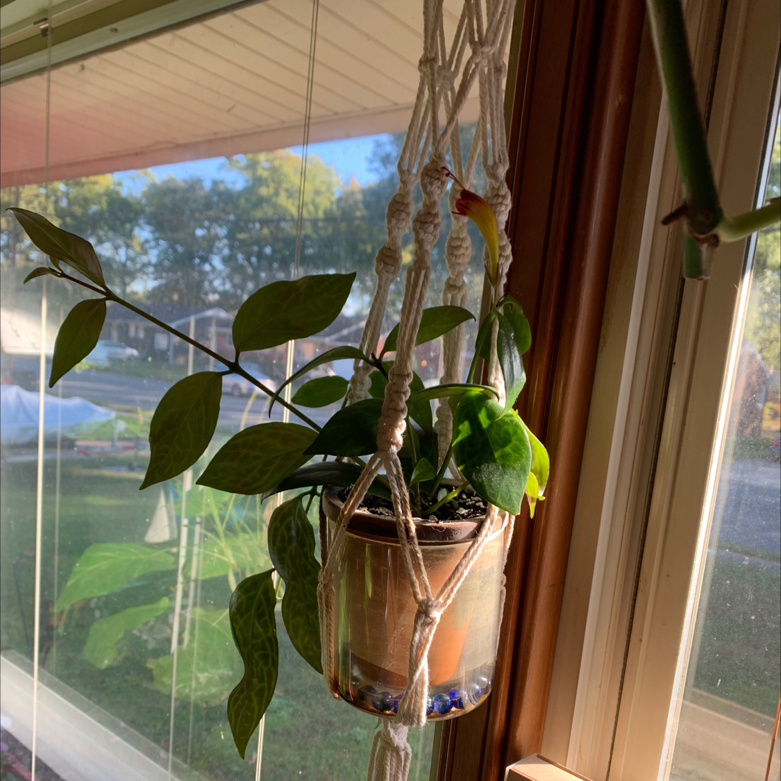 Hanging potted Black Pagoda Lipstick Plant near a window in a macrame holder.