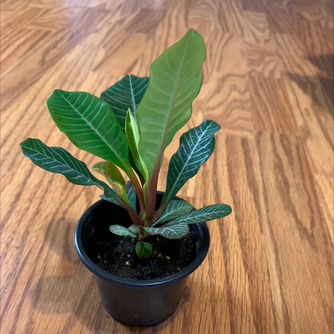 Madagascar Jewel plant in a small black pot with vibrant green leaves.