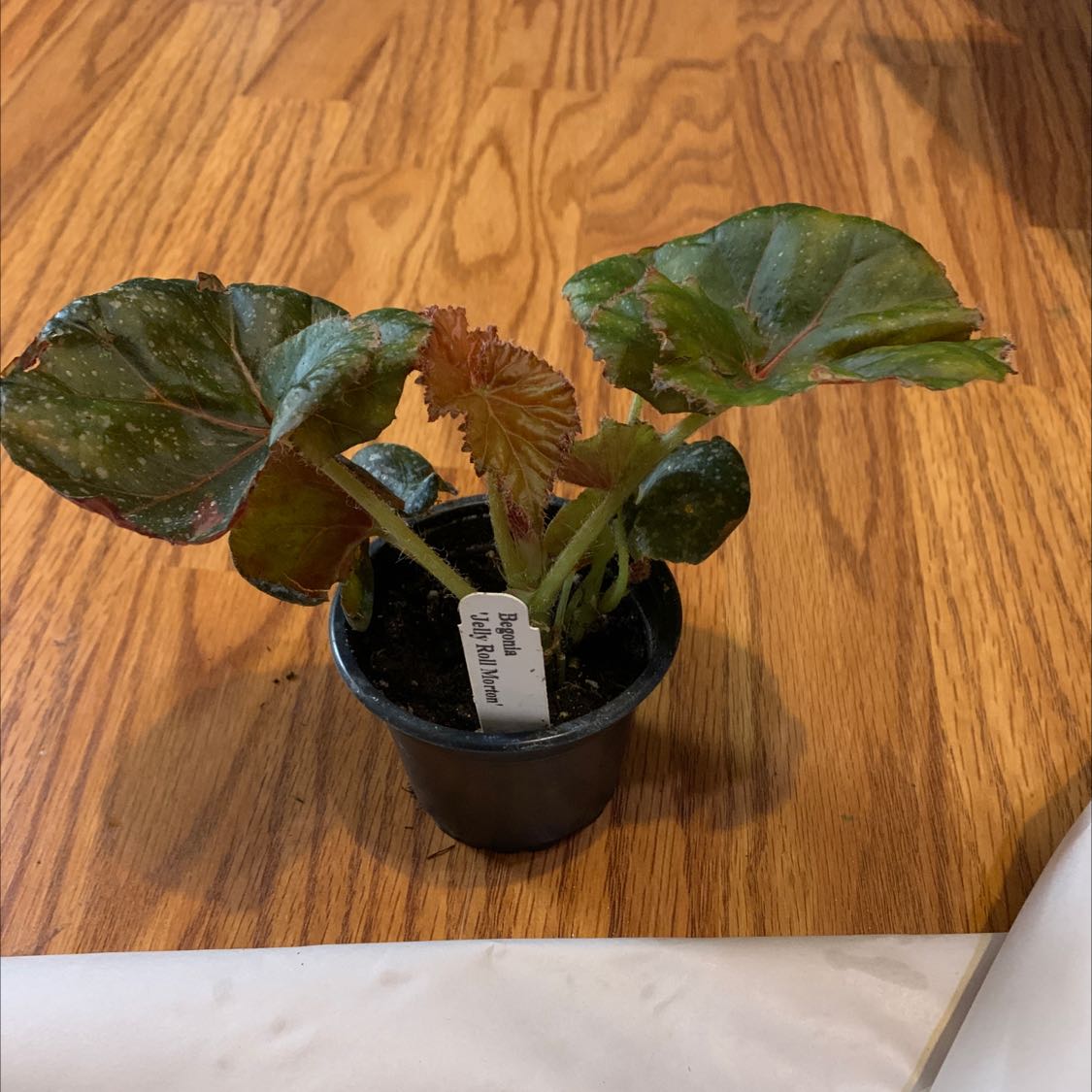 Plant care for Cuban Holly on Greg, the plant care app