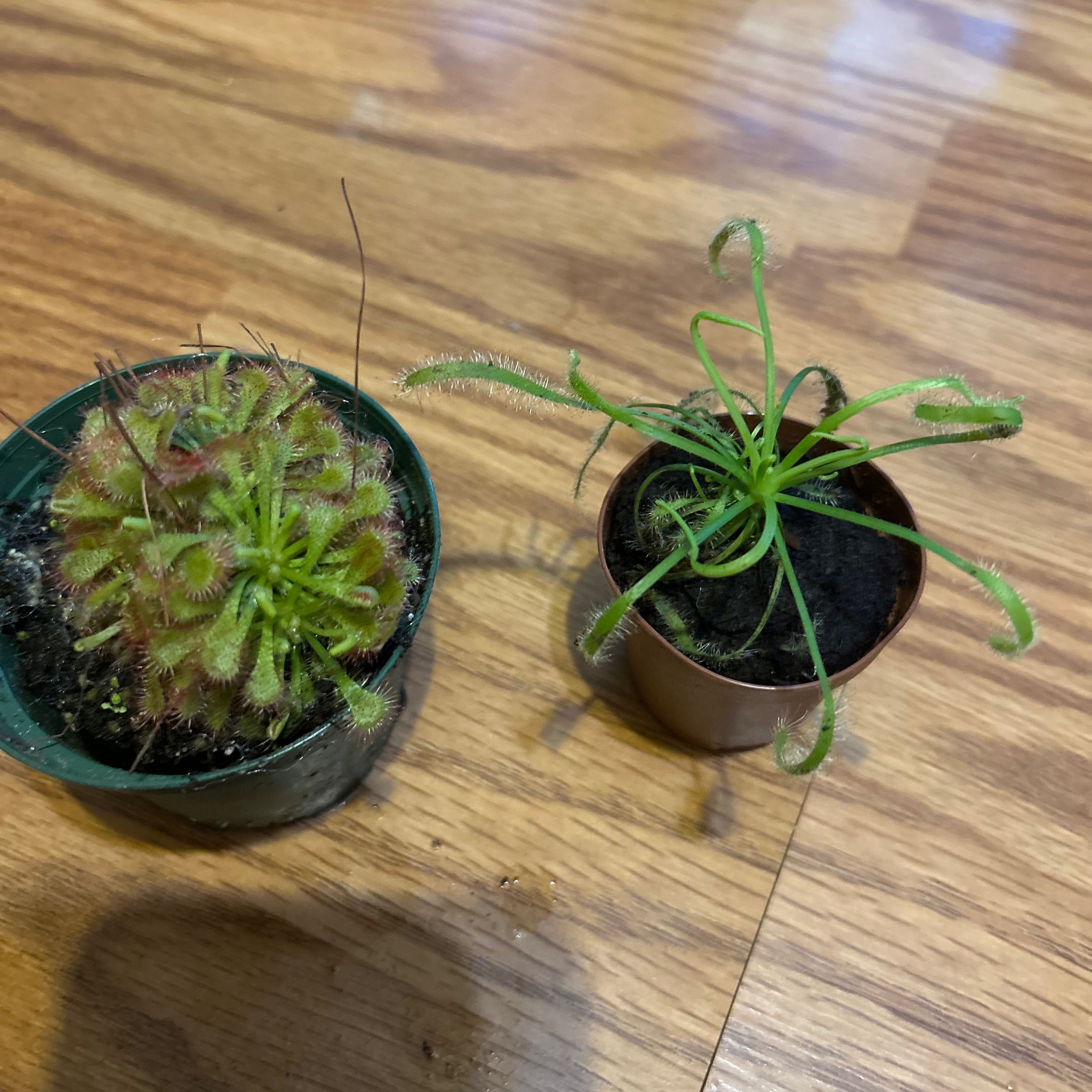 Two small potted Spoon-Leaved Sundew plants on a wooden surface.