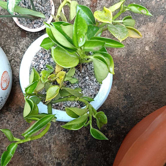 Photo of the plant species Baby Rubber Plant by @FitSalsa19 named Harmony on Greg, the plant care app