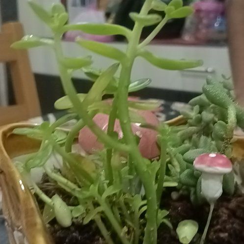Photo of the plant species Crested Ghost Plant by @MajesticRedmint named Elle on Greg, the plant care app