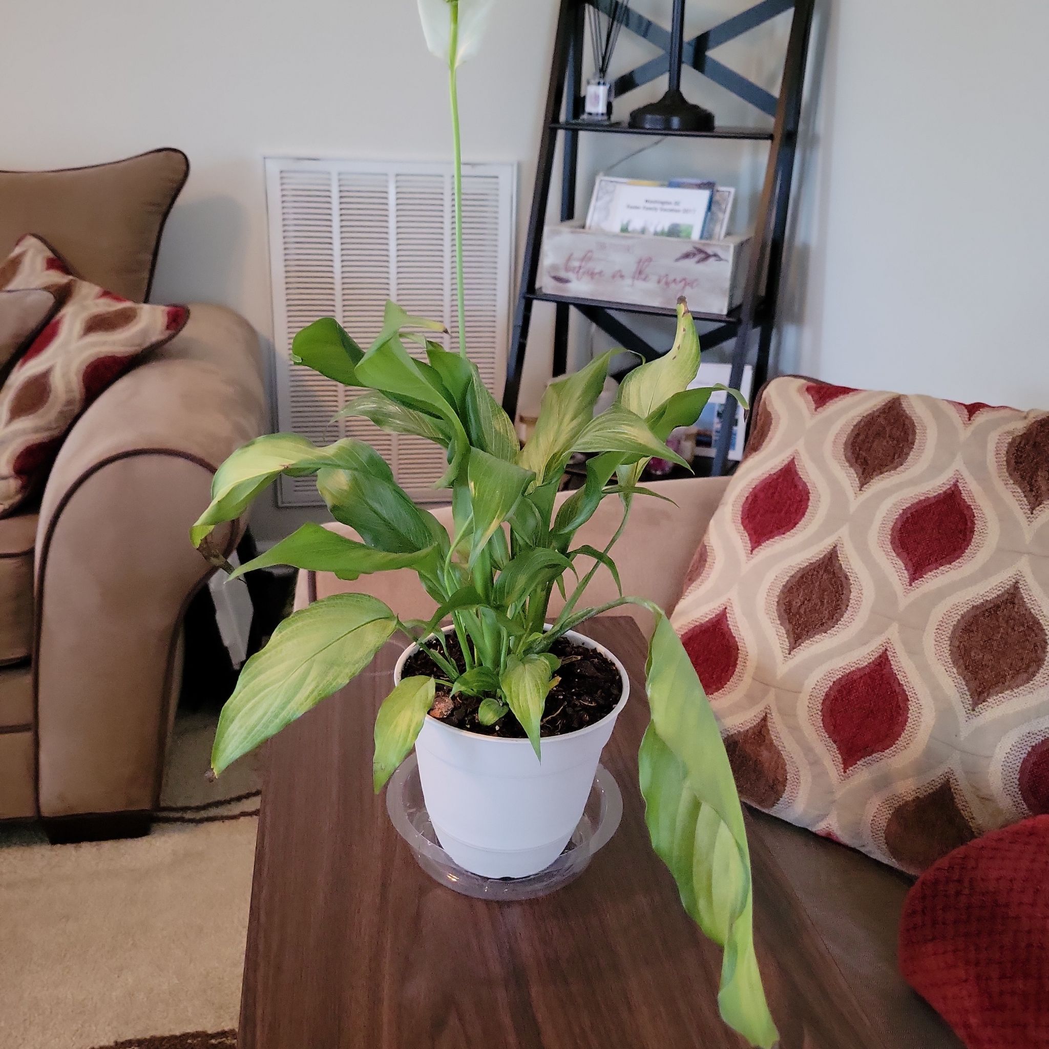 Photo of the plant species Platinum Mist Peace Lily by @ZarfStargentian named Elle on Greg, the plant care app
