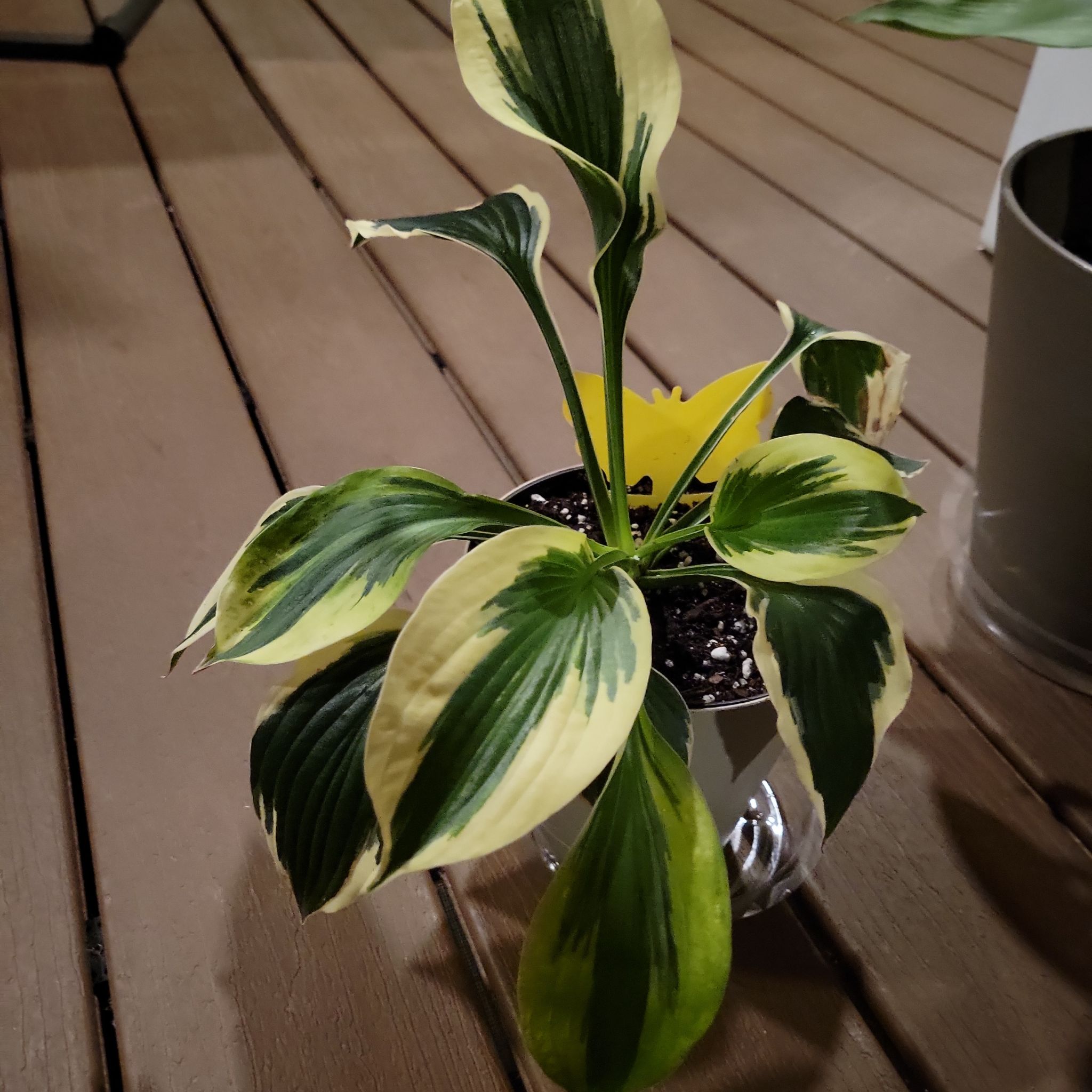 Photo of the plant species Minuteman Hosta by @ZarfStargentian named Austen on Greg, the plant care app