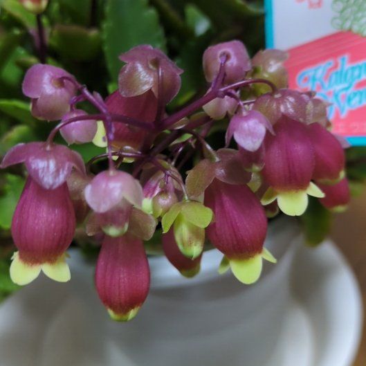 Photo of the plant species Kalanchoe manginii 'Wendy' by @LuxuryApiastrum named Beyonce on Greg, the plant care app