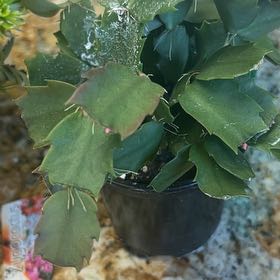 Photo of the plant species Zygocatus by @AgileChives95 named Sproutacus on Greg, the plant care app