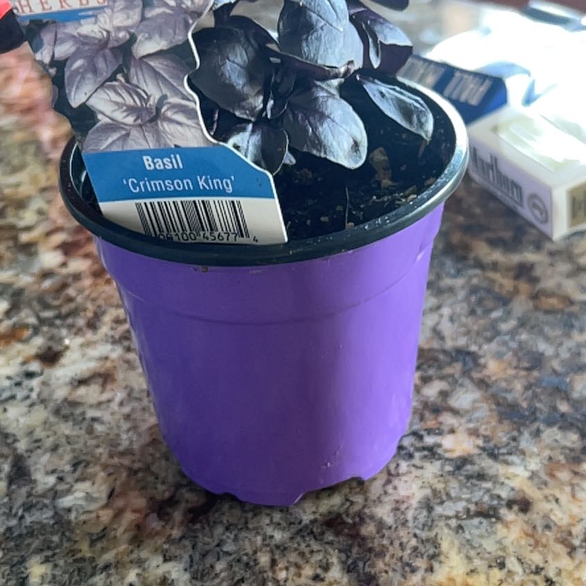 Photo of the plant species Crimson King Basil by @AgileChives95 named Terra on Greg, the plant care app