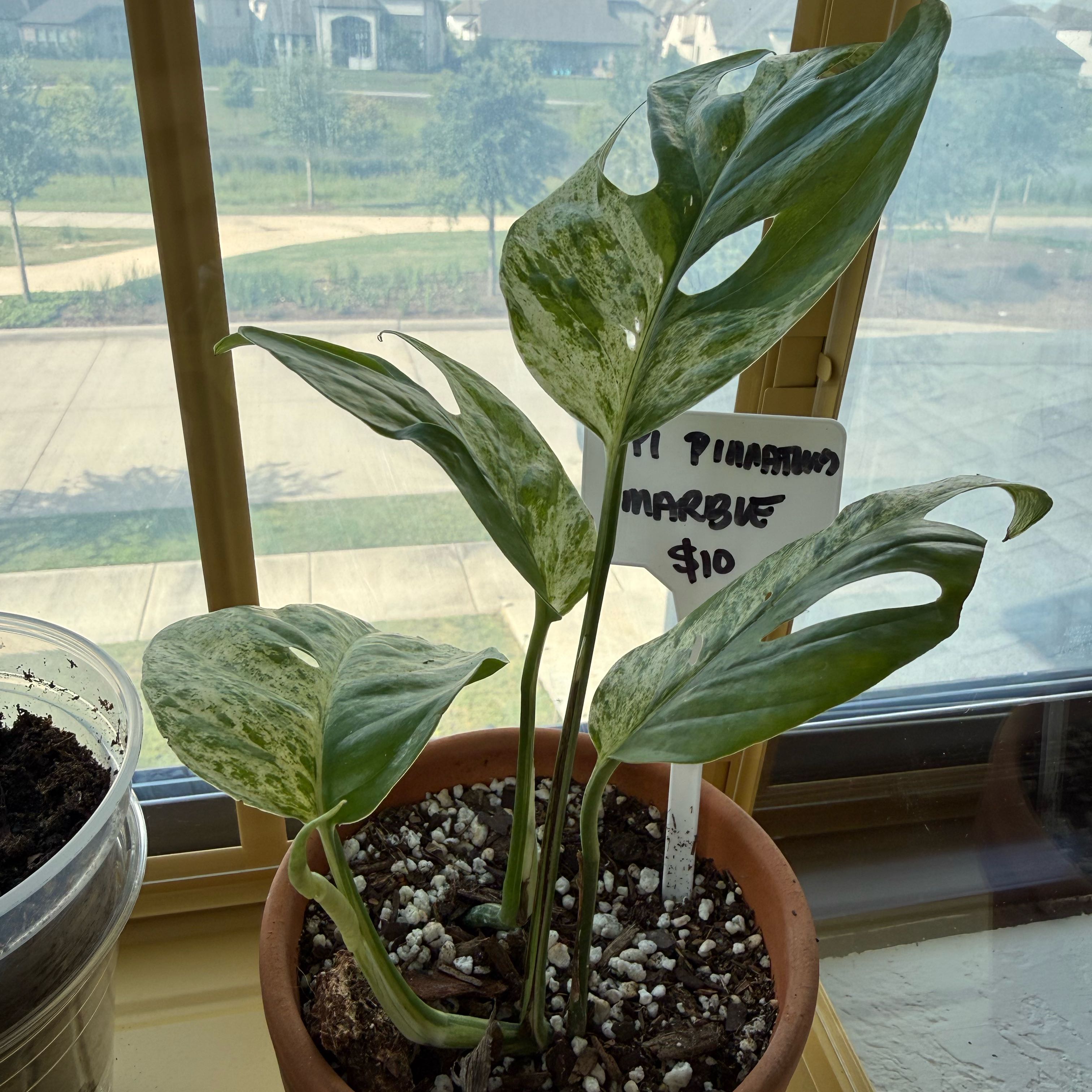 Photo of the plant species Marble Epipremnum Pinnatum by @AngelCrassula named Epi-Pin on Greg, the plant care app