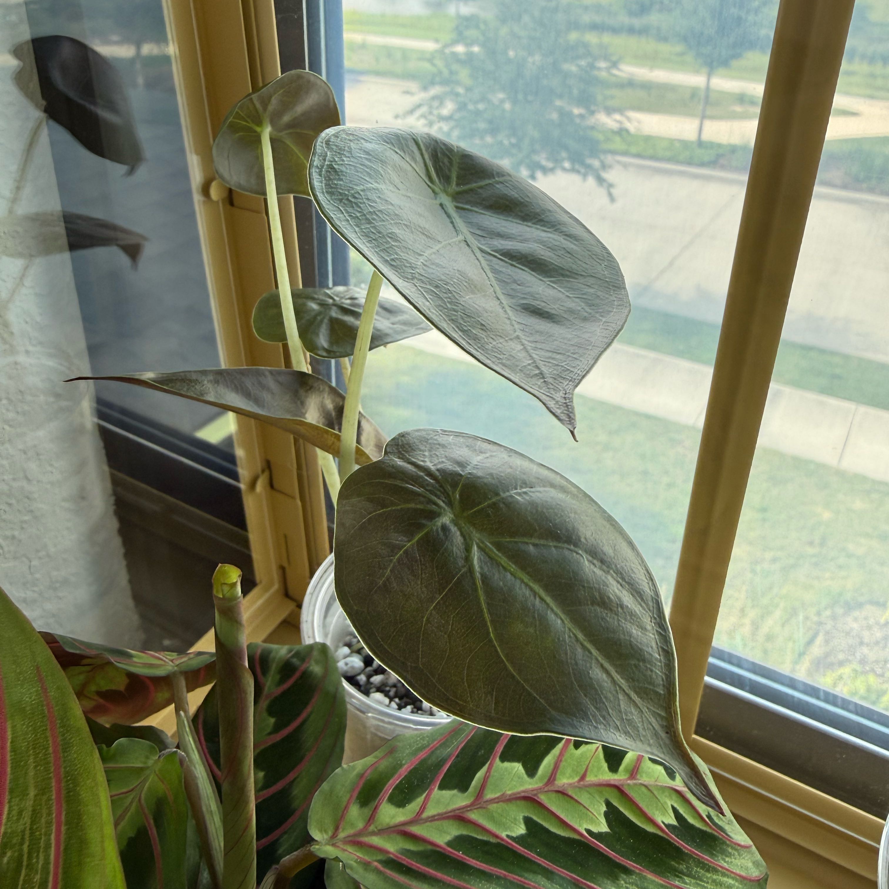 Photo of the plant species New Guinea Shield by @AngelCrassula named Peter Parker on Greg, the plant care app