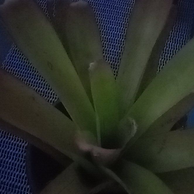 Photo of the plant species Orange Bromeliad by @HipHopsage63 named Remington on Greg, the plant care app