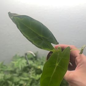 Photo of the plant species Alocasia Longiloba Silver by @IconTozzia44 named Longiloba Silver on Greg, the plant care app