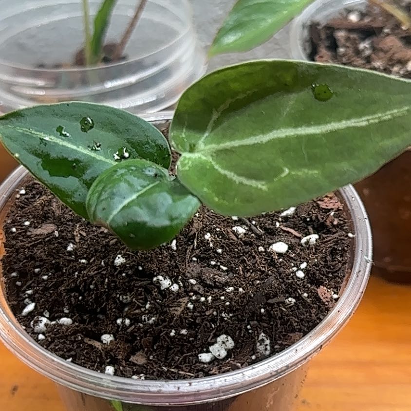 Photo of the plant species Anthurium Forgetii Magnificum by @IconTozzia44 named Forgetii x Magnificum on Greg, the plant care app