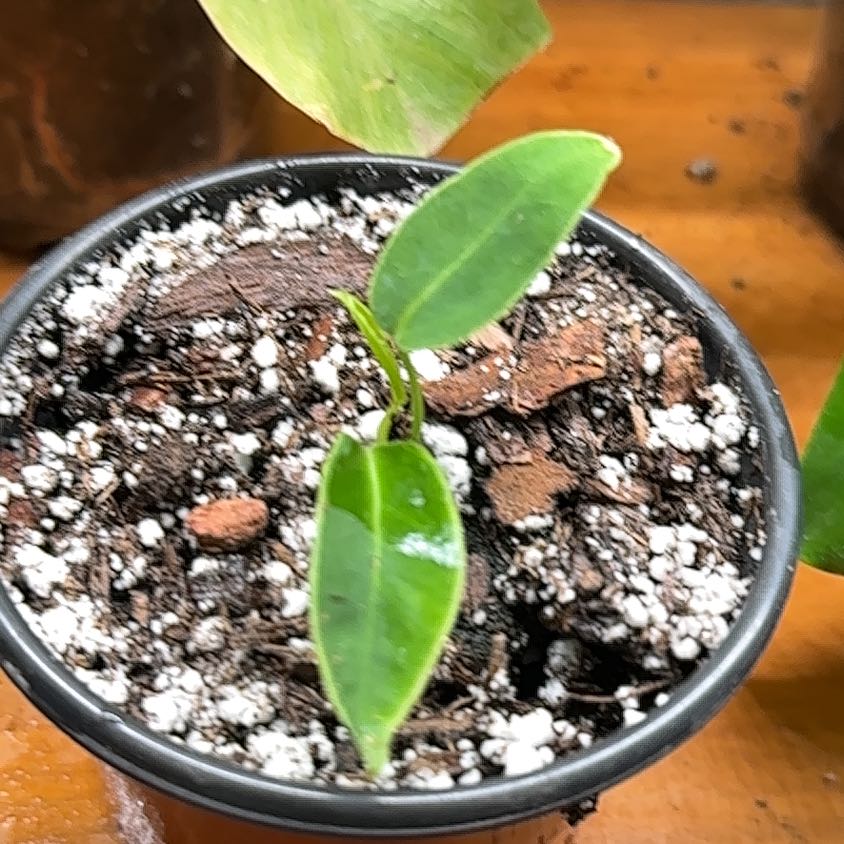Photo of the plant species Anthurium Queen by @IconTozzia44 named Queen Warocqueanum on Greg, the plant care app