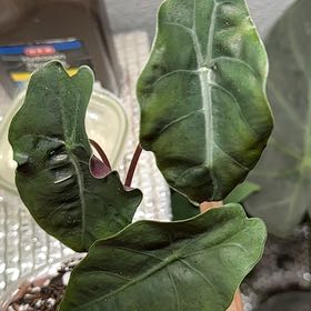 Photo of the plant species Alocasia by @IconTozzia44 named Chantrieri on Greg, the plant care app