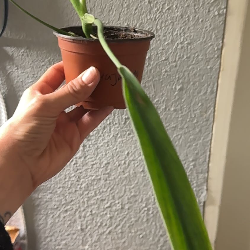 Photo of the plant species Philodendron holtonianum by @IconTozzia44 named Holtonianum on Greg, the plant care app