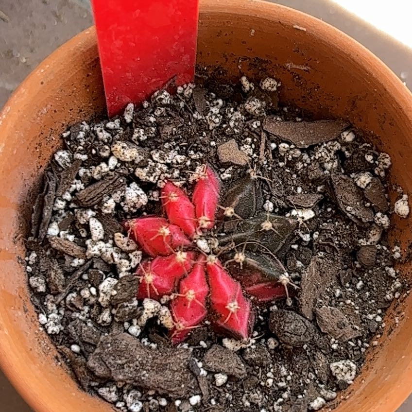 Photo of the plant species Gymnocalycium anisitsii by @EagerCordmoss84 named Queen on Greg, the plant care app
