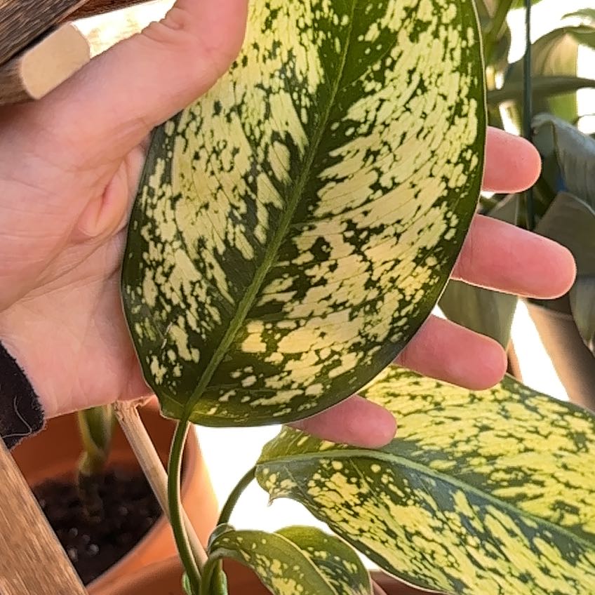 Photo of the plant species Aglaonema 'Snow White' by @EagerCordmoss84 named Prince on Greg, the plant care app