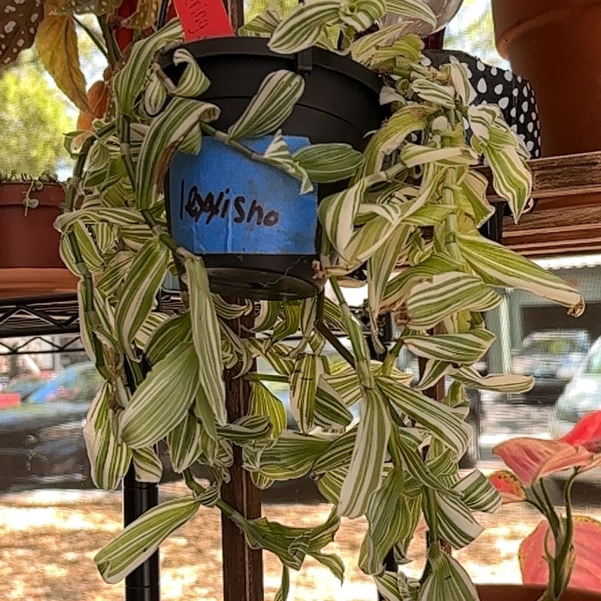 Photo of the plant species White-Striped Wandering Jew by @EagerCordmoss84 named Lola on Greg, the plant care app