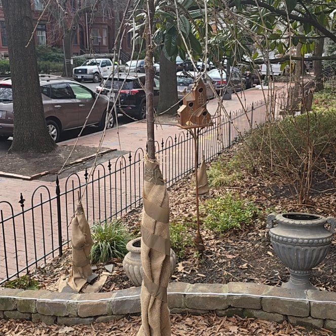 Photo of the plant species Weeping cherry blossom tree by @SharpErophaca named Miley on Greg, the plant care app