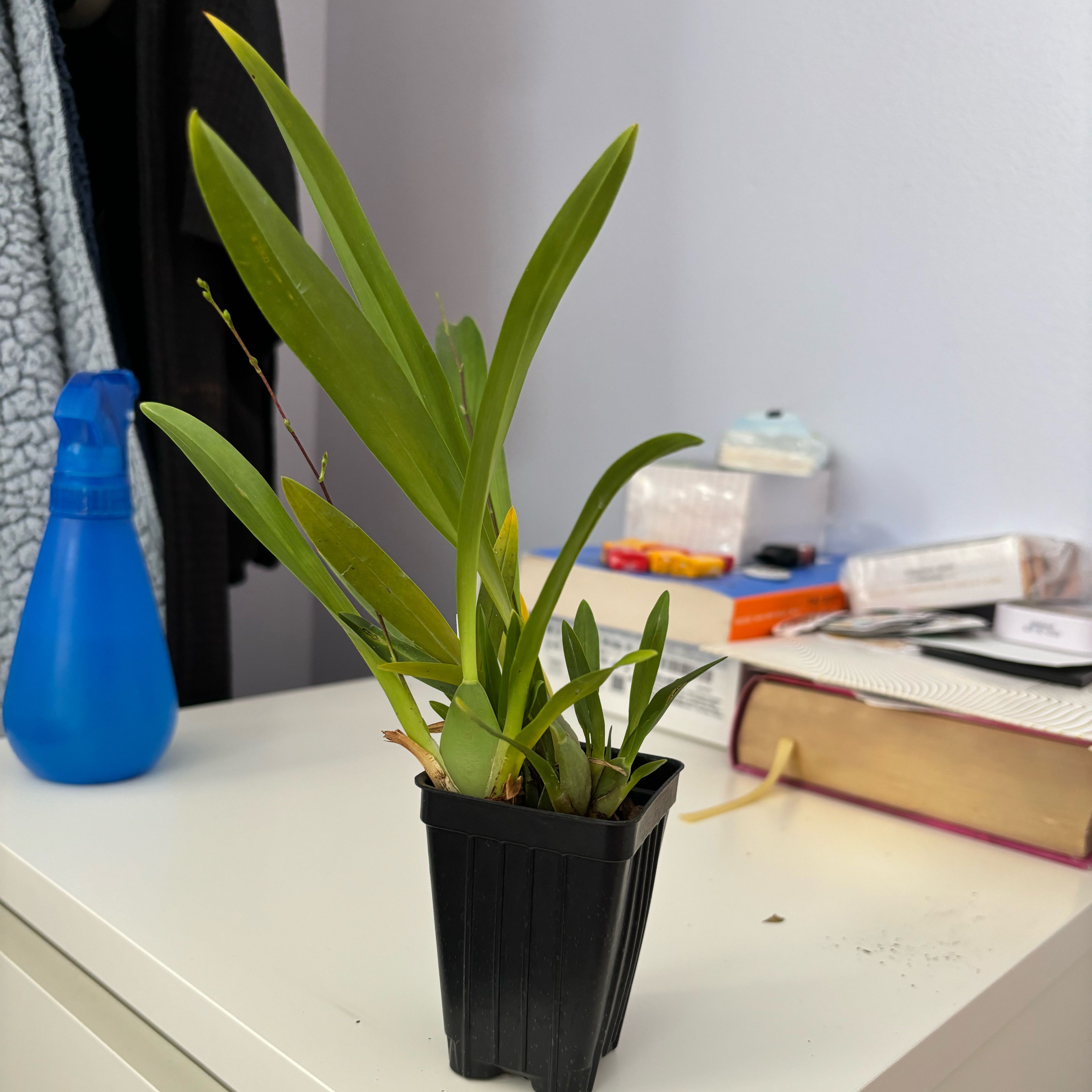 Photo of the plant species Gold Dust Orchid by @LadyCarminealoe named Goldie on Greg, the plant care app