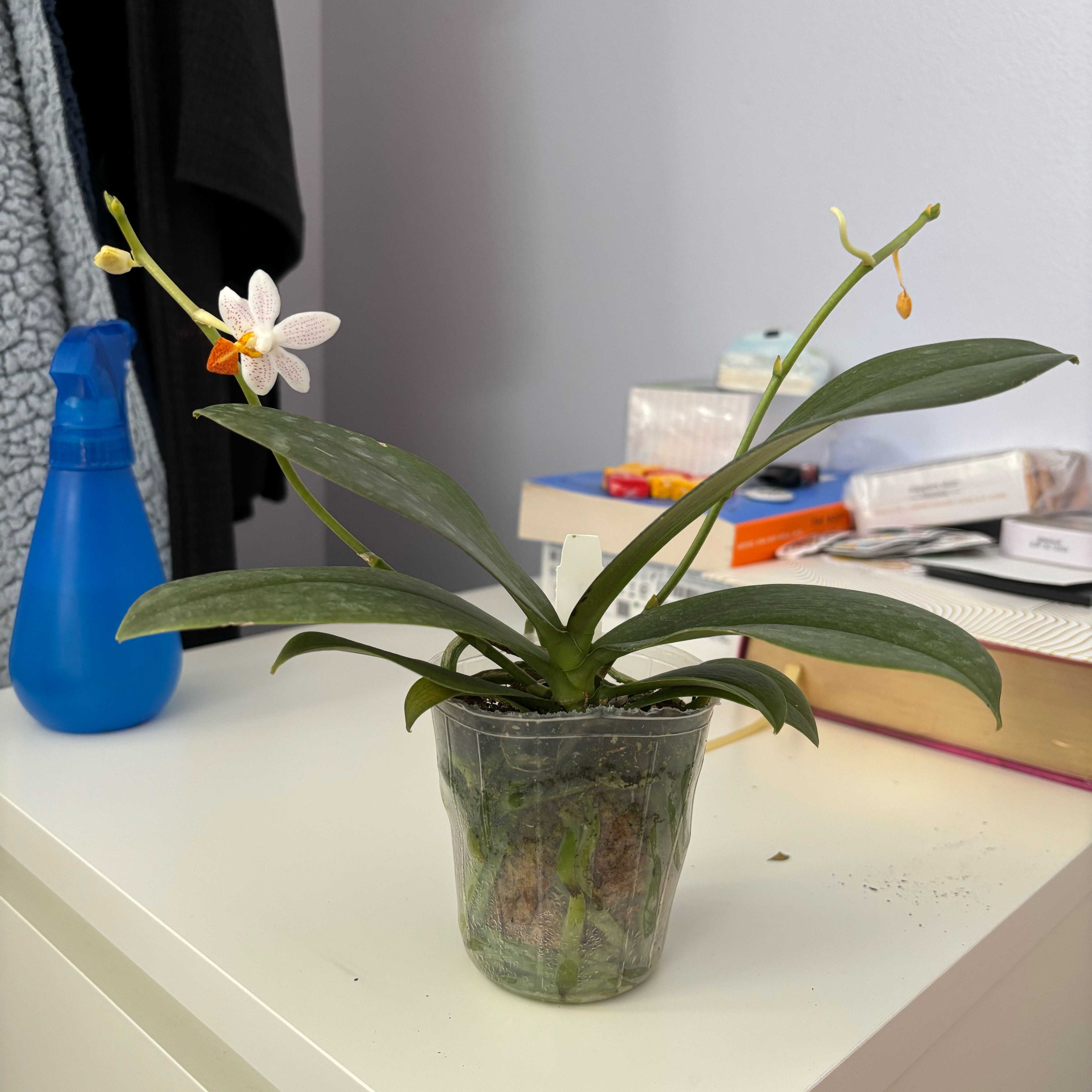 Photo of the plant species phalaenopsis mini mark by @LadyCarminealoe named Sweetheart on Greg, the plant care app