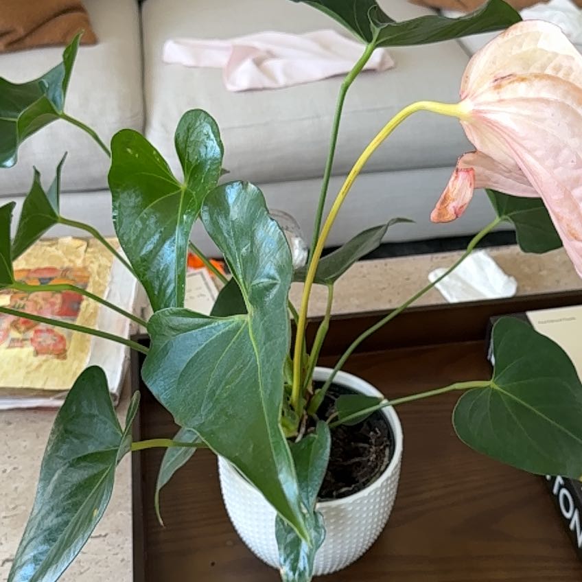 Photo of the plant species Begonia T-Rex 'Painters Palette' by @SageDaisy62 named Kardashian on Greg, the plant care app