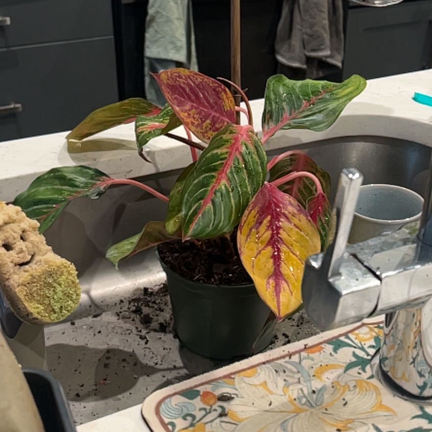 Photo of the plant species Chinese Evergreen 'Garnet Coltrane' by @RealWhitebroom named Stella on Greg, the plant care app