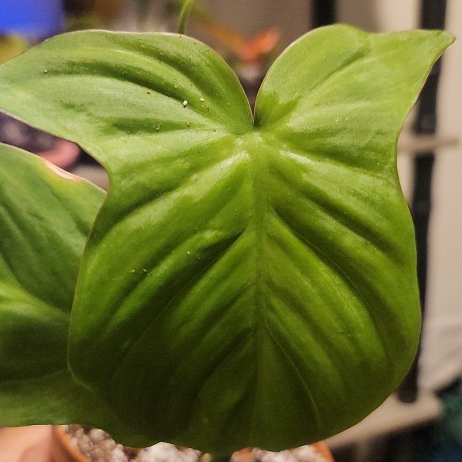 Photo of the plant species Philodendron camposportoanum by @ProficientHoya named Michelle Branch on Greg, the plant care app
