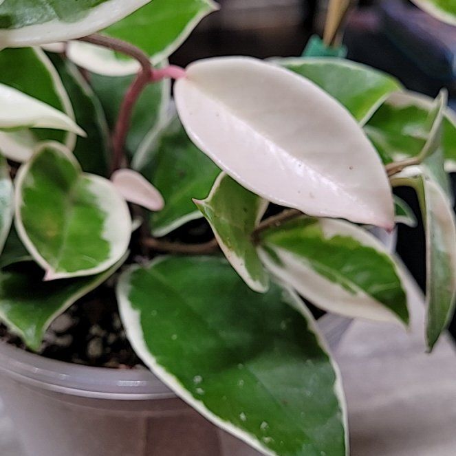 Photo of the plant species Krimson Queen Hoya by @ProficientHoya named Ghost on Greg, the plant care app