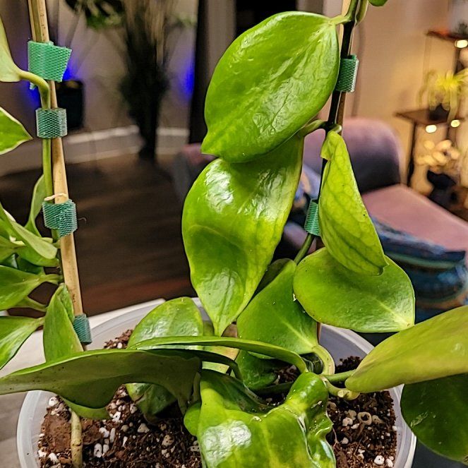 Photo of the plant species Hoya anulata by @ProficientHoya named Annie on Greg, the plant care app