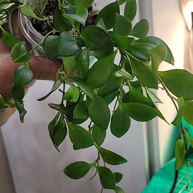 Photo of the plant species Hoya 'Heuschkeliana Pink' by @ProficientHoya named KELLY on Greg, the plant care app