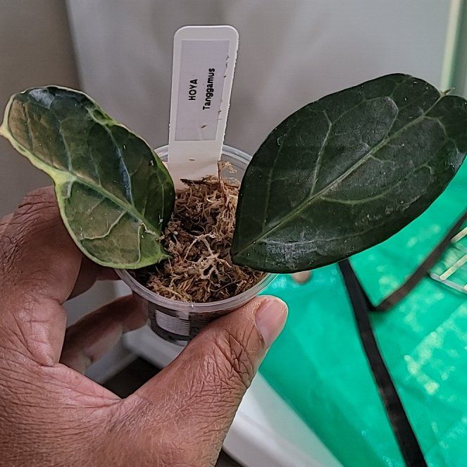 Photo of the plant species Hoya Tanggamus by @ProficientHoya named GUS on Greg, the plant care app