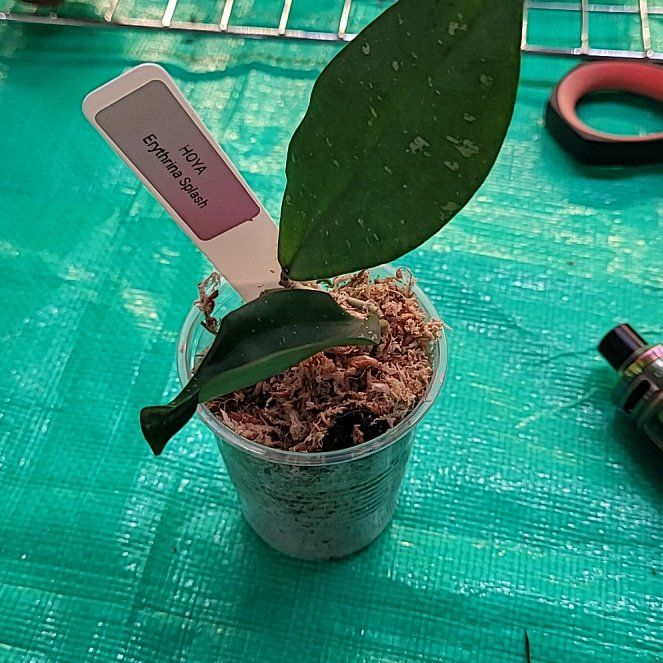 Photo of the plant species Hoya erythrina by @ProficientHoya named TRINA on Greg, the plant care app