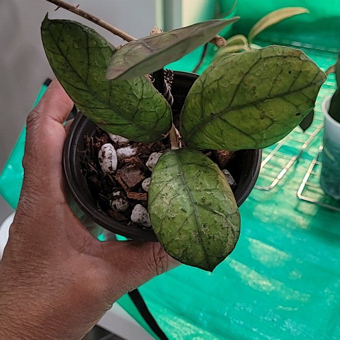 Photo of the plant species Hoya Irina by @ProficientHoya named Elina on Greg, the plant care app