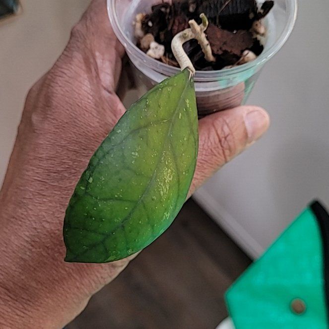 Photo of the plant species Hoya Larisa by @ProficientHoya named Larisa on Greg, the plant care app