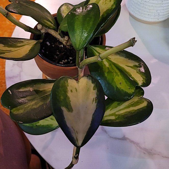 Photo of the plant species reverse variegataed hoya kerri by @ProficientHoya named Navajo on Greg, the plant care app