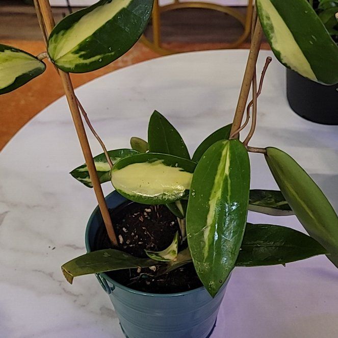 Photo of the plant species Acuta Var Hoya by @ProficientHoya named Mochi on Greg, the plant care app