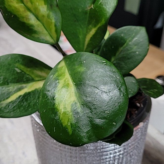 Photo of the plant species Hoya Obovata Variegated by @ProficientHoya named Olive on Greg, the plant care app