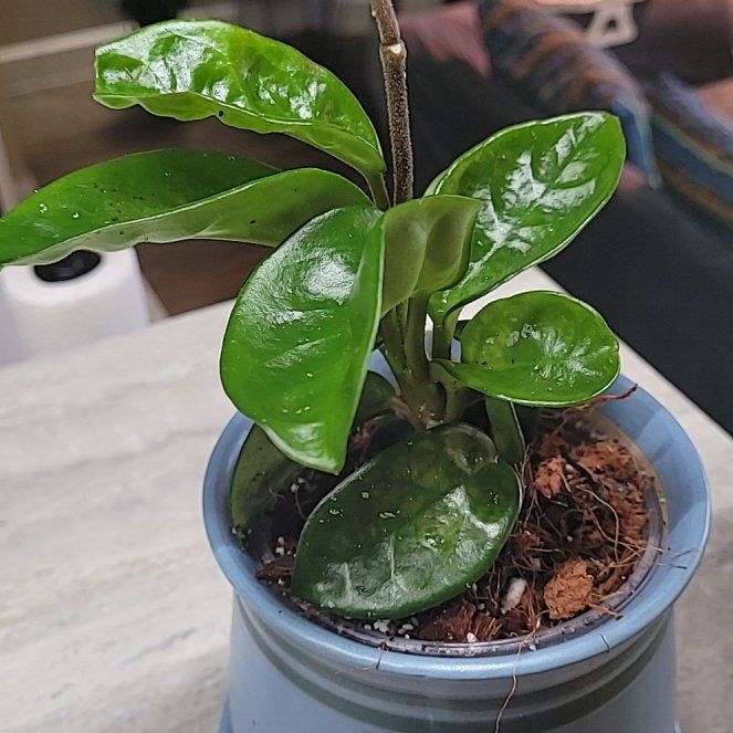 Photo of the plant species Hoya 'Krinkle 8' by @ProficientHoya named Kris Kringle🎅 on Greg, the plant care app