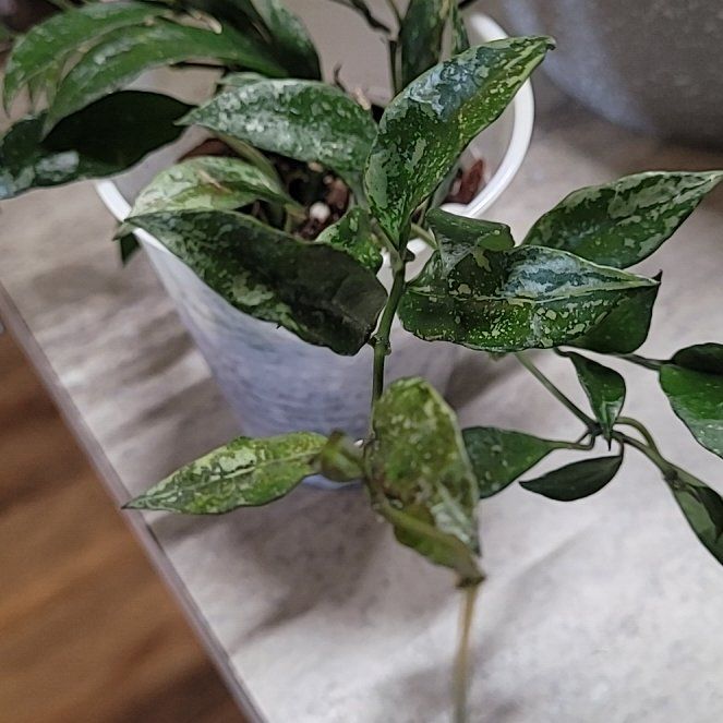 Photo of the plant species Snow Caps Hoya Lacunosa by @ProficientHoya named Snow caps lacunosa on Greg, the plant care app