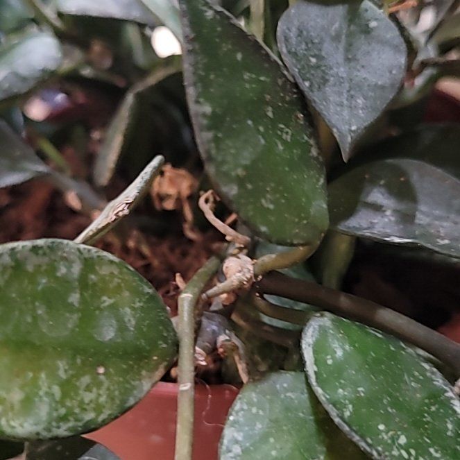Photo of the plant species Hoya 'Krohniana Silver' by @ProficientHoya named KROHNIANA SILVER SPLASH on Greg, the plant care app