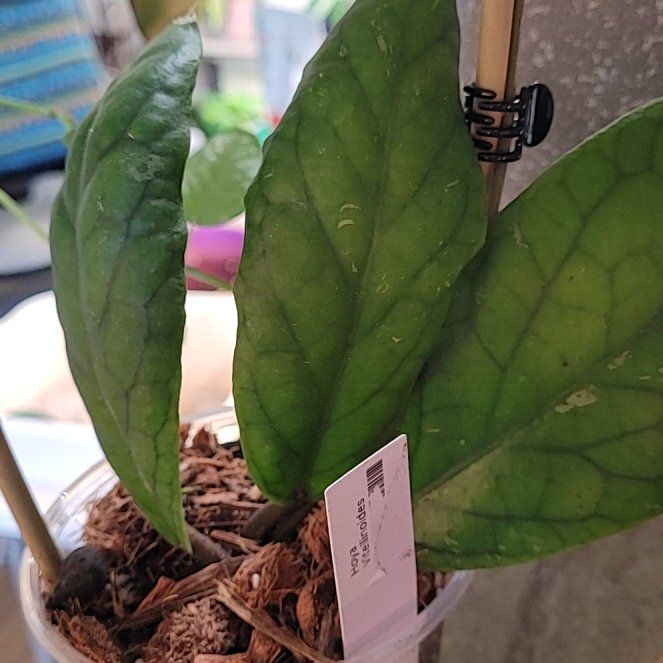 Photo of the plant species Hoya vitellinoides by @ProficientHoya named VITA on Greg, the plant care app