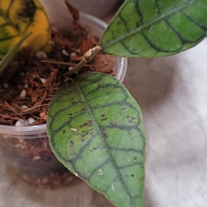 Photo of the plant species Hoya 'Callistophylla' by @ProficientHoya named CALLISTA on Greg, the plant care app