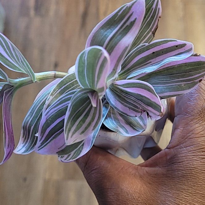 Photo of the plant species Tradescantia 'Sweetness' by @ProficientHoya named SWEETNESS on Greg, the plant care app