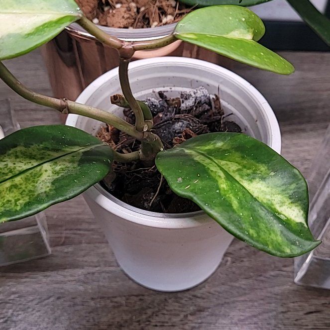 Photo of the plant species Hoya diversifolia 'Maharani' by @ProficientHoya named RONNIE on Greg, the plant care app