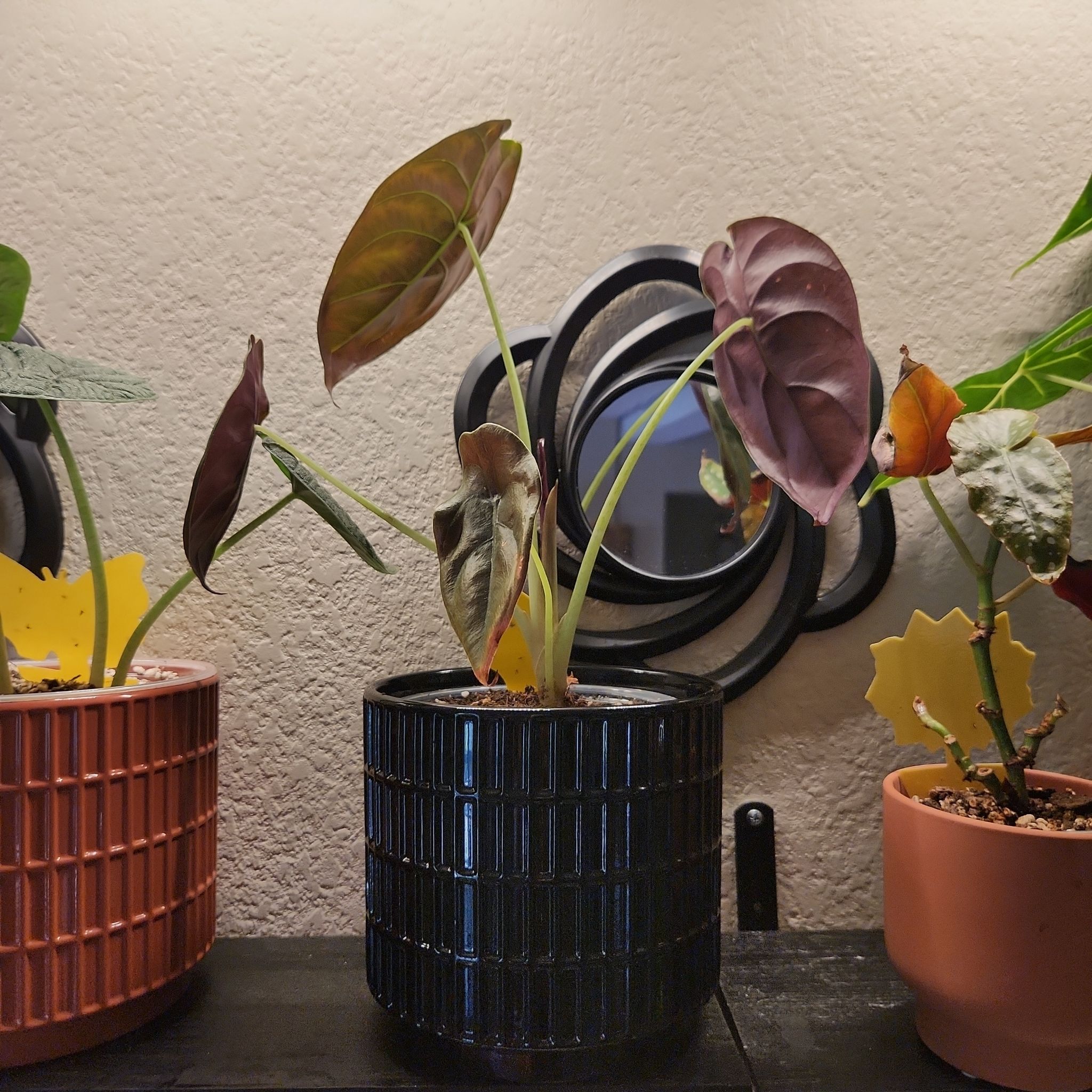 Photo of the plant species Alocasia Red Secret Variegated by @ProficientHoya named Sahara on Greg, the plant care app