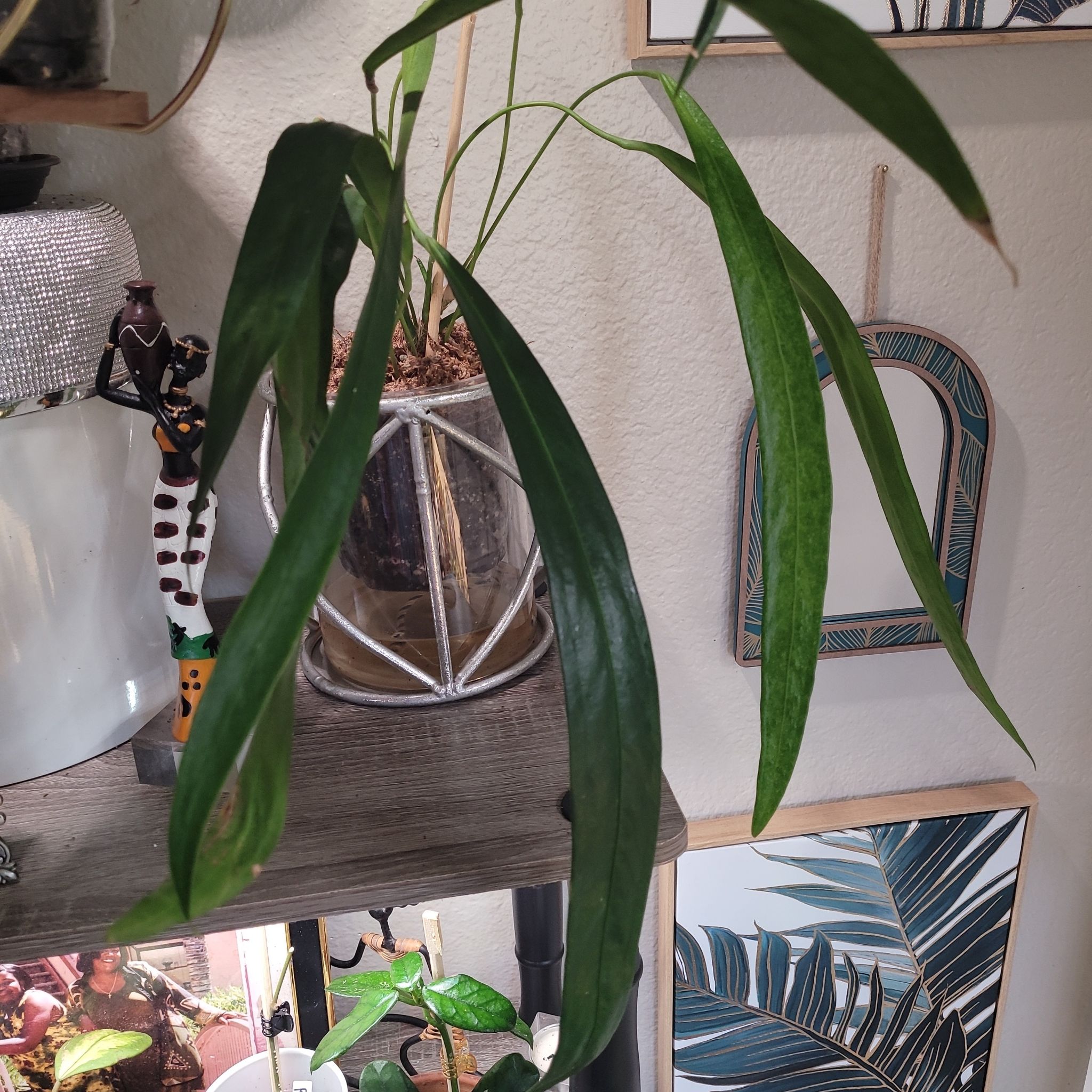 Photo of the plant species Friedrichsthal's Anthurium by @ProficientHoya named Prince on Greg, the plant care app