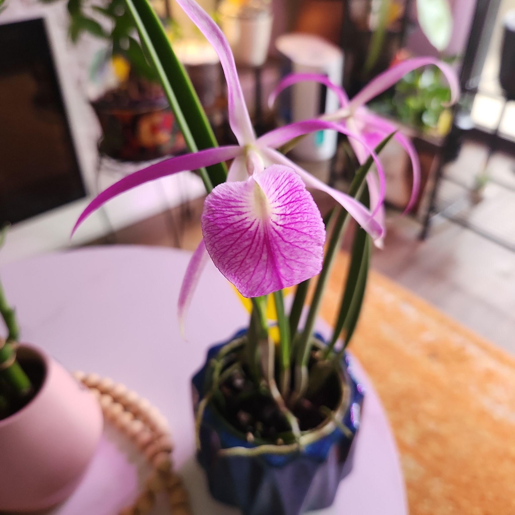 Photo of the plant species Brassocattleya by @ProficientHoya named Orlando Bloom on Greg, the plant care app