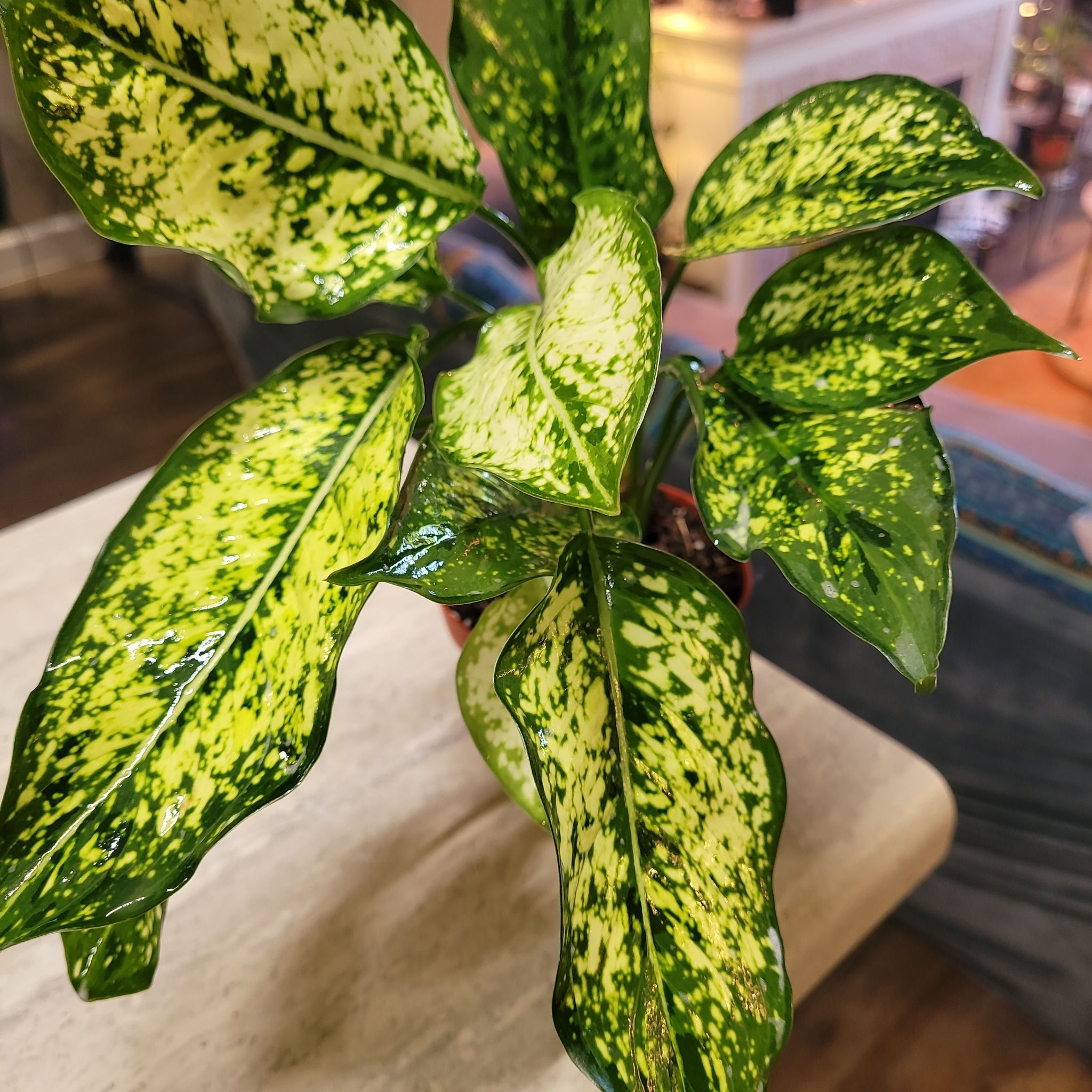 Photo of the plant species Aglaonema 'Osaka' by @ProficientHoya named China on Greg, the plant care app