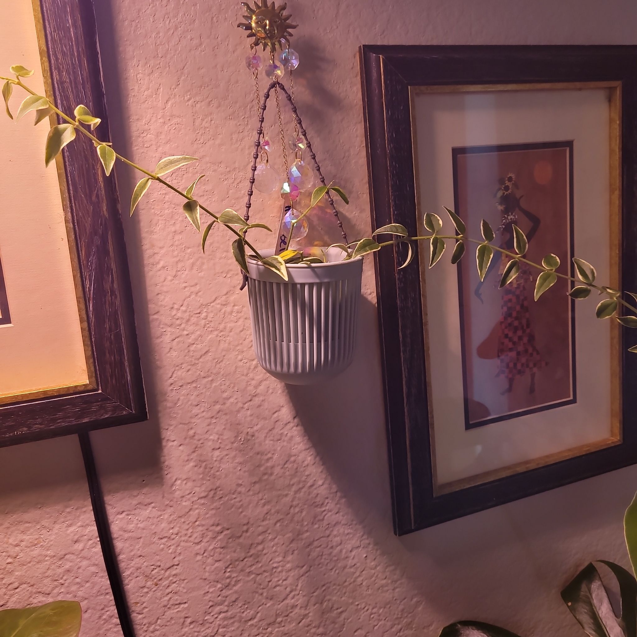 Photo of the plant species Hoya bella albomarginata by @ProficientHoya named BELLA on Greg, the plant care app